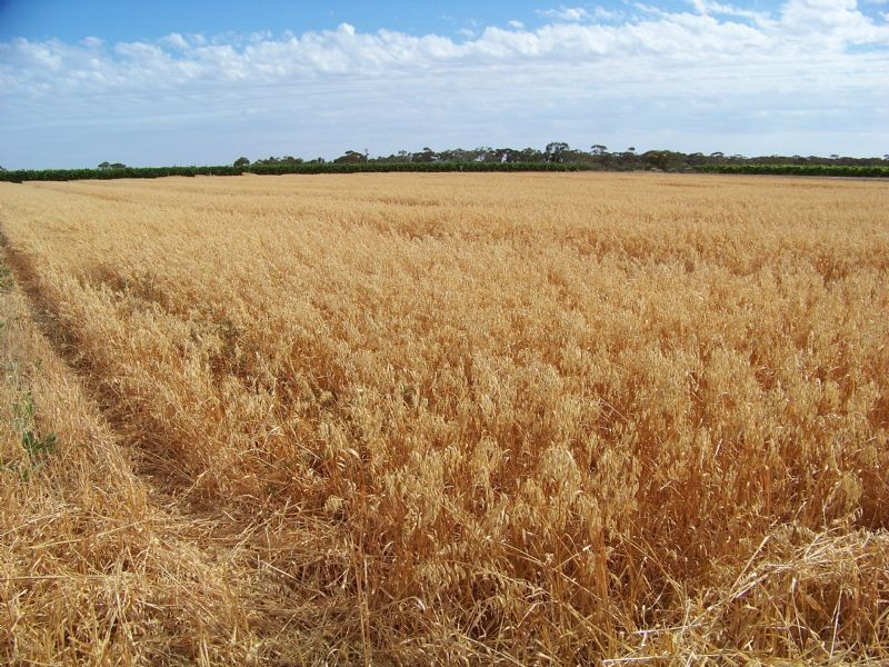 138 Honour Avenue Merbein West via, Mildura VIC 3500