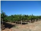 Block 338 Westcliffs Avenue, Red Cliffs VIC 3496