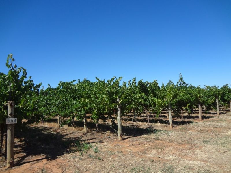 Block 338 Westcliffs Avenue, Red Cliffs VIC 3496