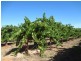 Block 338 Westcliffs Avenue, Red Cliffs VIC 3496