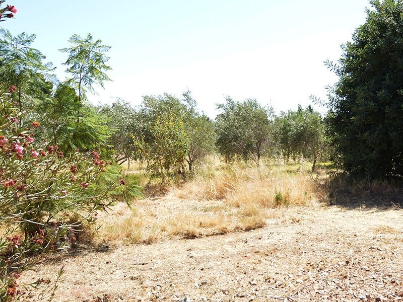 226 Calotis Street, Red Cliffs VIC 3496
