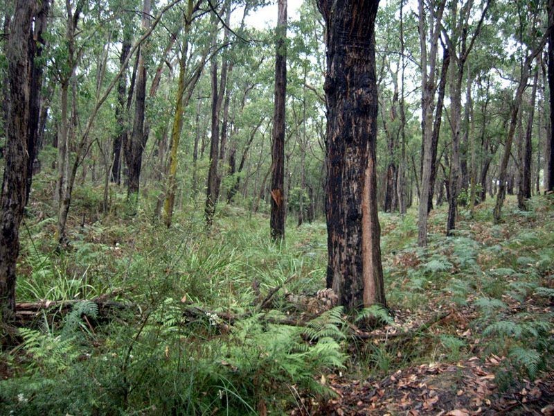 Lot 1 Wilks Road, Officer VIC 3809