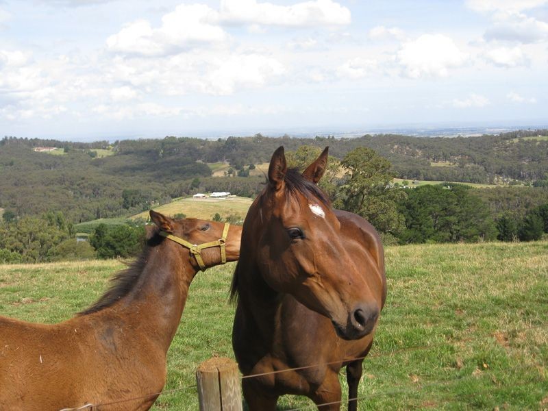 44 Bayard Drive, Pakenham Upper VIC 3810