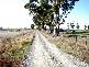 Lemnos VIC 3631
