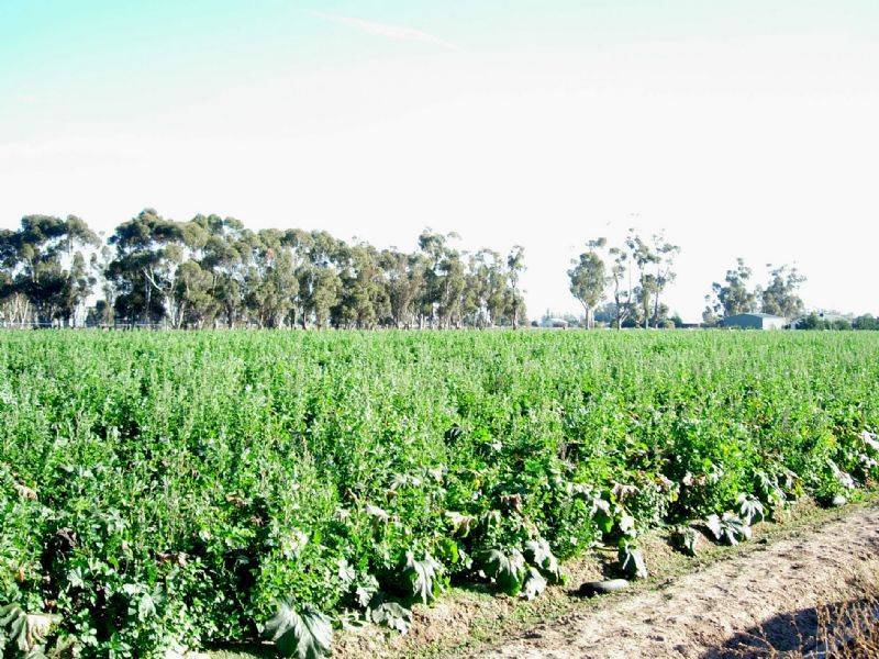 Lemnos VIC 3631