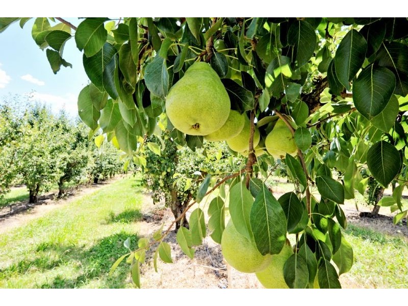 230 Orrvale Road, Shepparton East VIC 3631