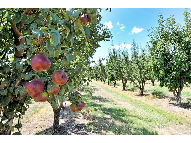 230 Orrvale Road, Shepparton East VIC 3631