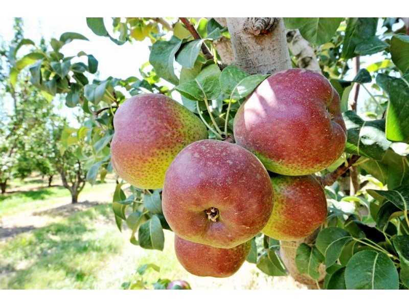 230 Orrvale Road, Shepparton East VIC 3631