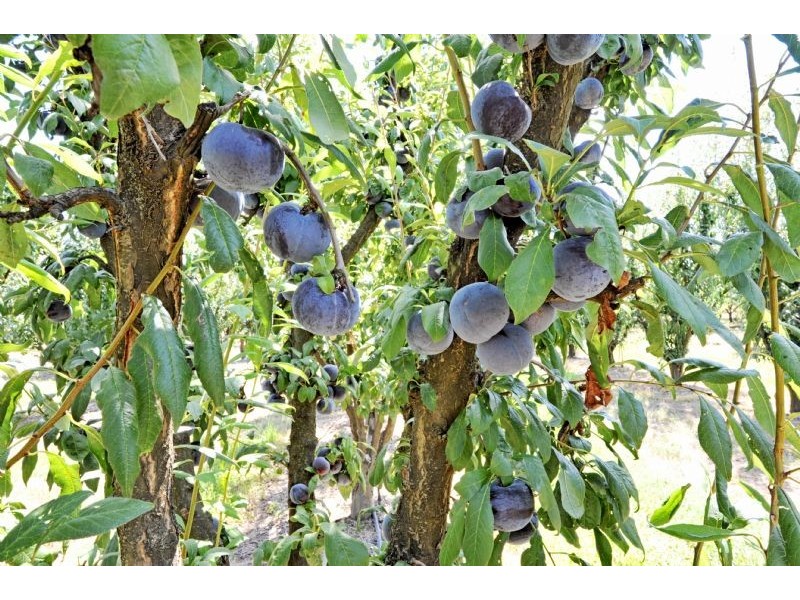 230 Orrvale Road, Shepparton East VIC 3631