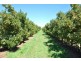 160 Prentice Road, Shepparton East VIC 3631