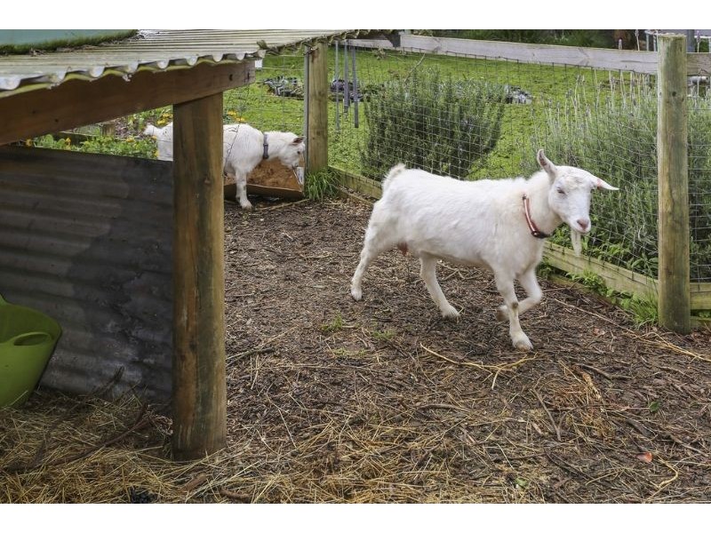 18 Manifold Street, Woolsthorpe VIC 3276