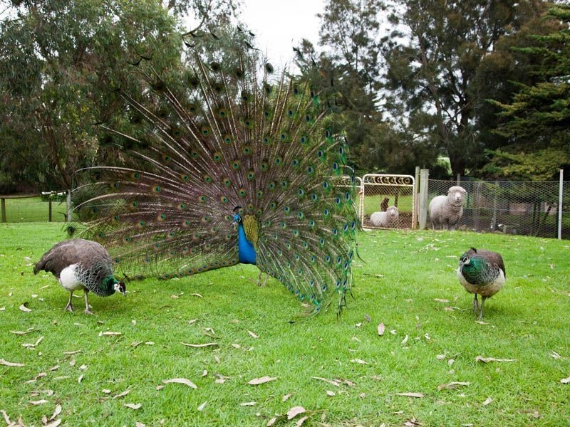 1554 Princes Hwy, Rosebrook VIC 3285