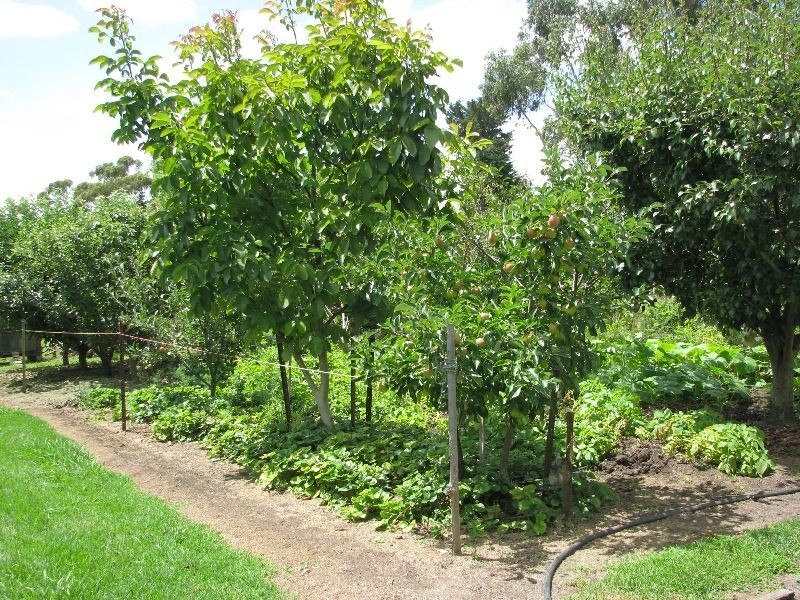 58 Austin Street, Hawkesdale VIC 3287