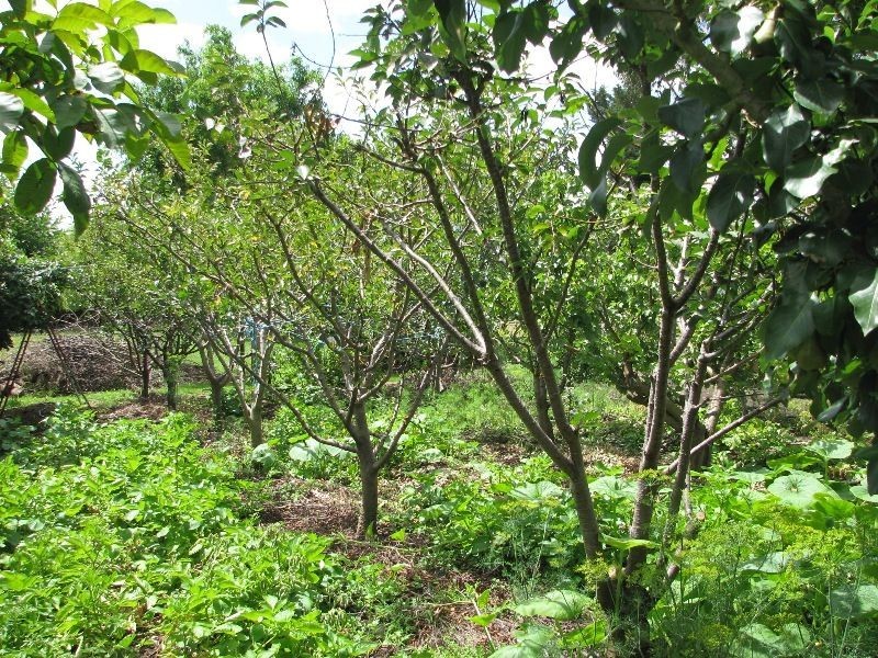 58 Austin Street, Hawkesdale VIC 3287