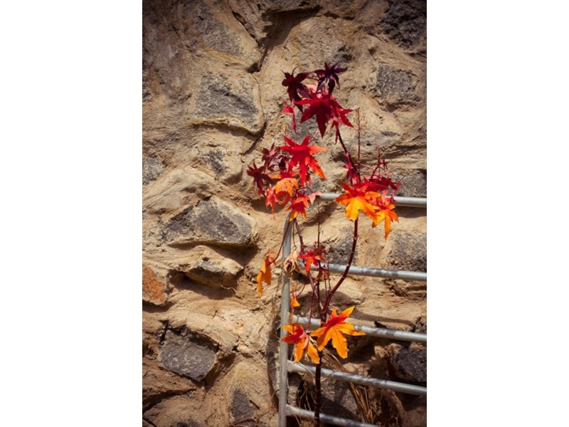 6 James Street, Port Fairy VIC 3284