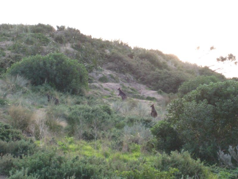 28 Cadogan Avenue, Ventnor VIC 3922