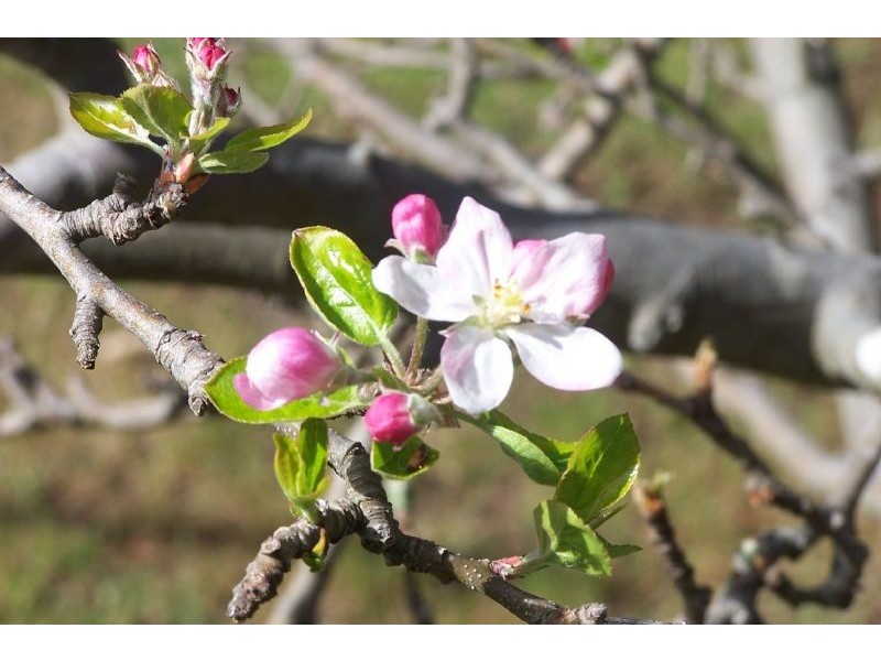 2 Waterloo Street, Rhyll VIC 3923