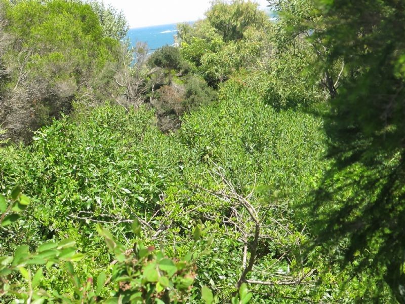 63 Marlin Street, Smiths Beach VIC 3922