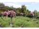 12 Toscana Rise, Cowes VIC 3922