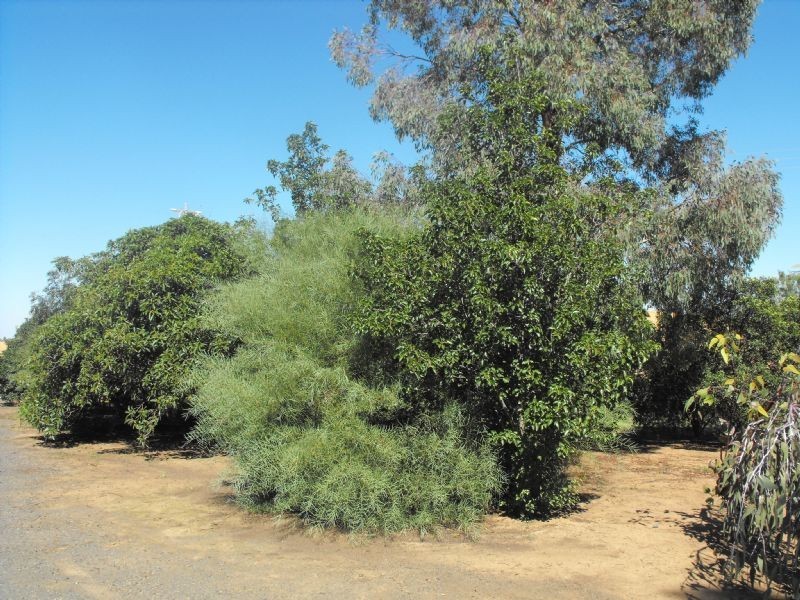 36 Hogans Road, Yarrawonga VIC 3730