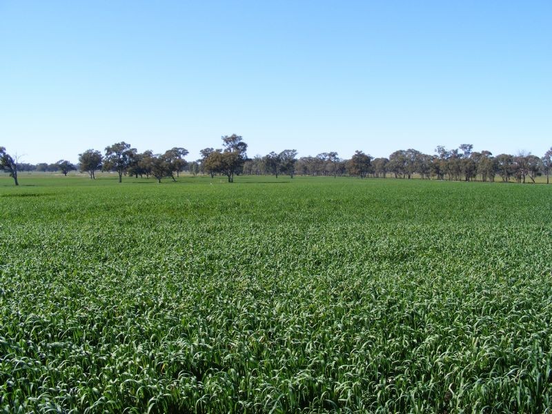 Lifestyle -275 River Road, Benalla VIC 3672