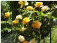 ***** Address available on request, Yarrawonga VIC 3730
