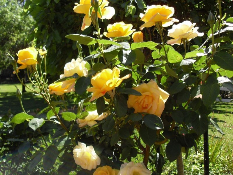 ***** Address available on request, Yarrawonga VIC 3730