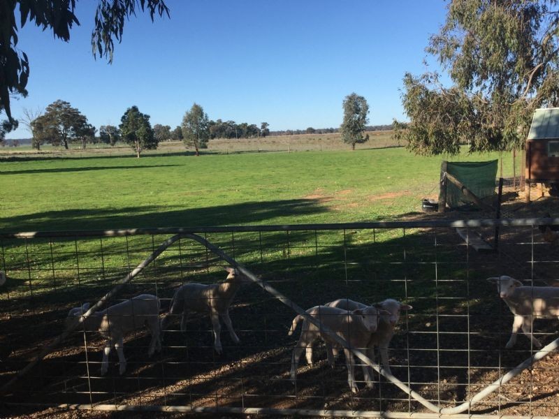 427 Barooga Road, Mulwala NSW 2647