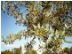 LOT 2 Sloans Road, Violet Town VIC 3669