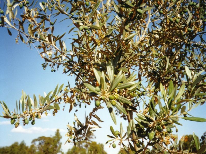 LOT 2 Sloans Road, Violet Town VIC 3669