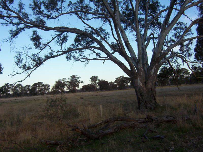 1 BILLABONG LANE, Violet Town VIC 3669