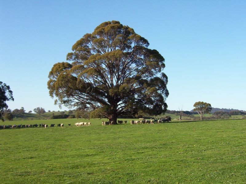 87 Kelvin View Road, Euroa VIC 3666