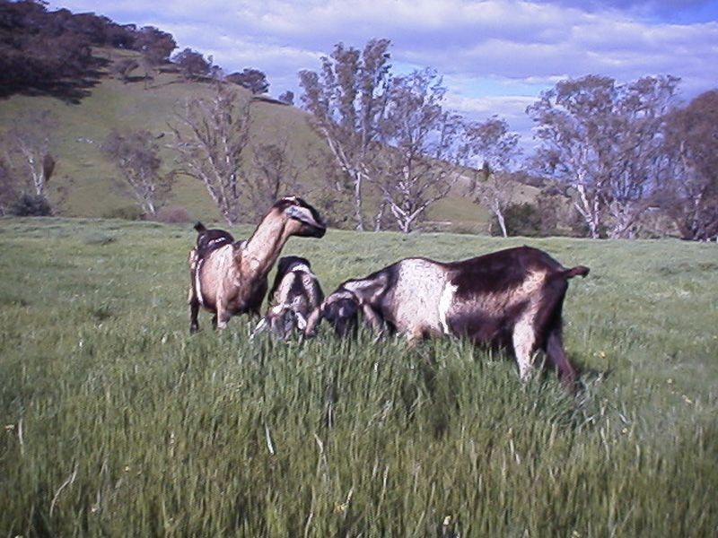 975 Wattlecreek Road, Benalla VIC 3672