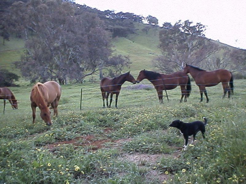 975 Wattlecreek Road, Benalla VIC 3672