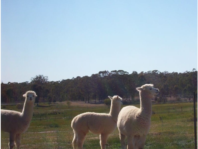 598 Tarnook Road, Benalla VIC 3672