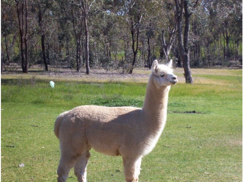 598 Tarnook Road, Benalla VIC 3672