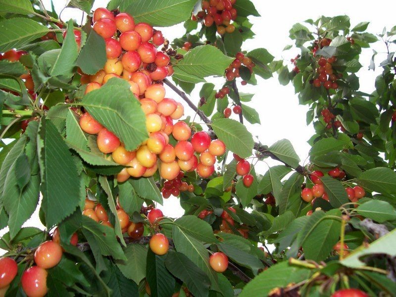 72 Bowcher Road, Benalla VIC 3672