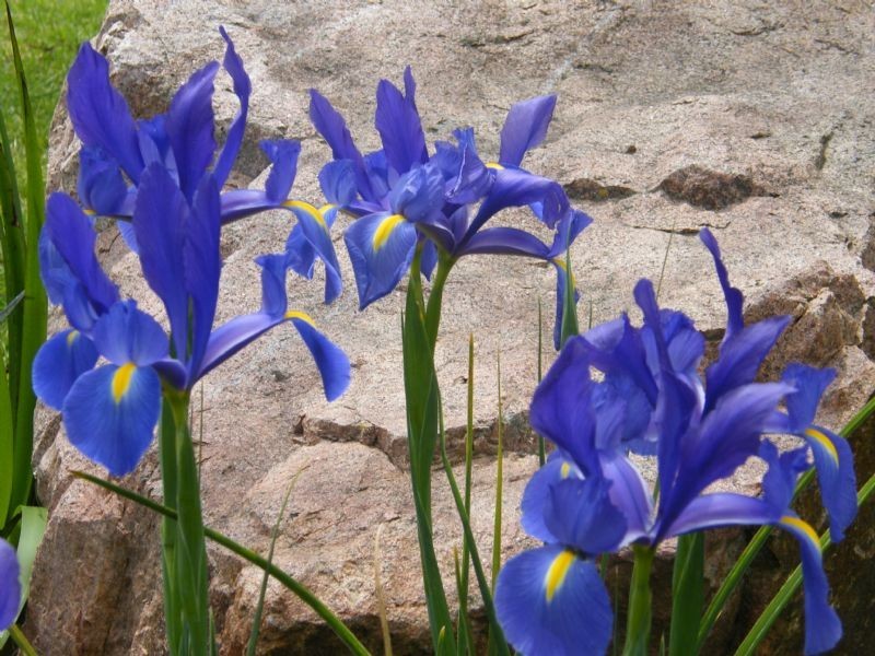 1 Sugarloaf Avenue, Lynbrook VIC 3975