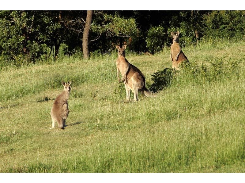Dixons Creek VIC 3775