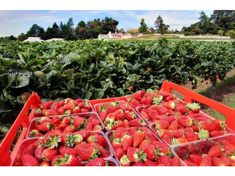 Wandin North VIC 3139