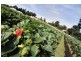 18 Years Established, Wandin North VIC 3139