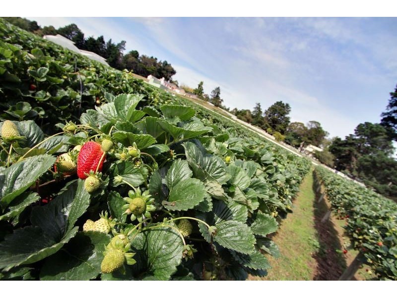 18 Years Established, Wandin North VIC 3139