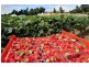 18 Years Established, Wandin North VIC 3139