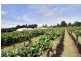 18 Years Established, Wandin North VIC 3139