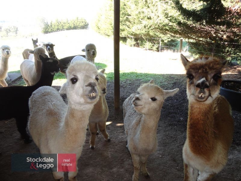 145 Henkes Lane (Via Yea), Yarck VIC 3719