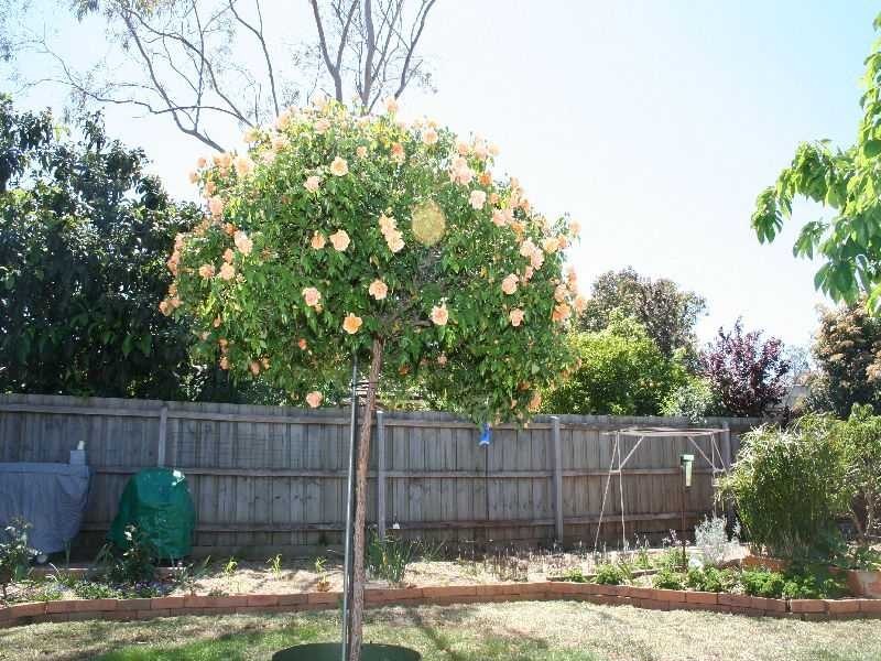 Melton VIC 3337