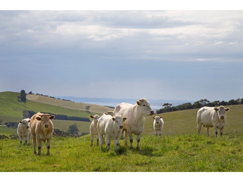 9 WATSON RD, Glen Forbes VIC 3990