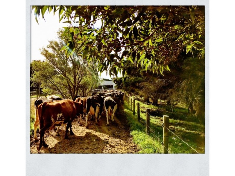 90 BAUM ROAD, Ryanston VIC 3992