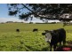 41 MILL ROAD, Woolamai VIC 3995
