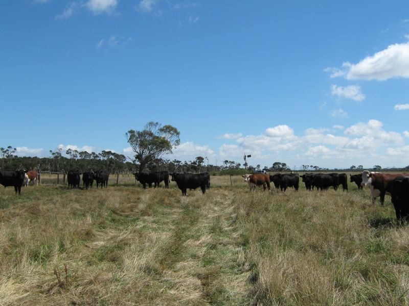 The Gurdies VIC 3984